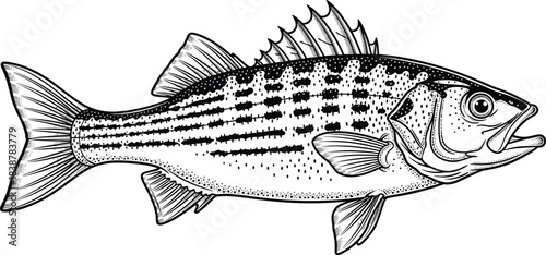 Detailed black and white illustration of a striped bass fish for fishing designs, wildlife education, aquatic biology graphics, marine species artwork, and nature references