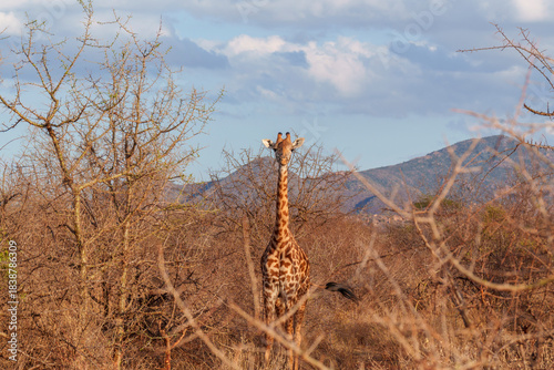 Masai giraffe looking at the camera in Tsavo West National Park, Kenya