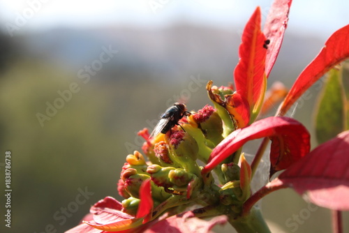 Fotografija Calliphora vomitoria, Chrysomya megacephala or the blue bottle fly on the anther