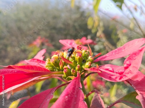 Εκτύπωση καμβά Calliphora vomitoria, Chrysomya megacephala or the blue bottle fly on the anther