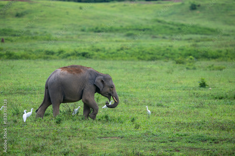 Obraz premium The Asian elephant thrives in the wild, surrounded by an abundance of natural food