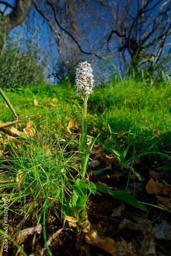 Three-toothed orchid // Dreizähniges Knabenkraut (Neotinea tridentata / Neotinea conica) - Mallorca, Spain