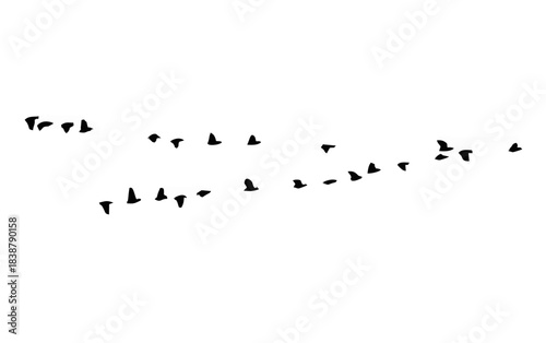 Greater white-fronted goose w...