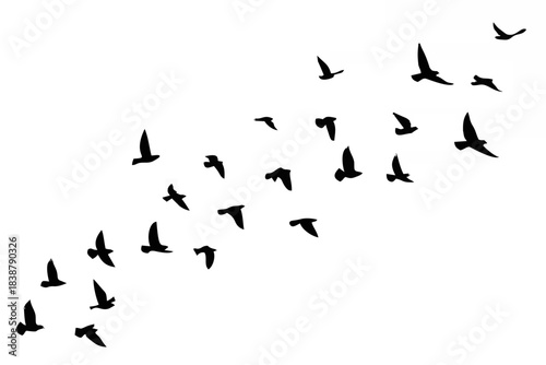Flying birds silhouettes on w...