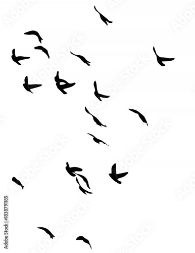 Silhouette of a flock of bird...