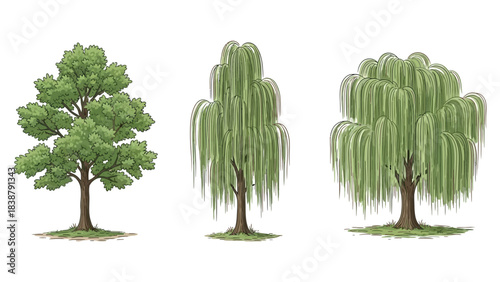 Versatile tree illustrations showing broadleaf and weeping willows for diverse graphic applications