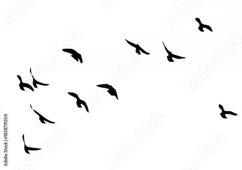 Silhouette of a flock of bird...