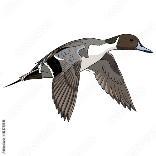 pintail duck hunting illustration logo vector image t shirt