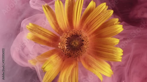 Blossom splash. Ethereal smoke. Defocused pink color leopards bane texture nature yellow ink flowing in water on abstract background.