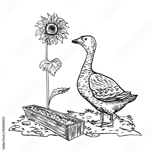 A goose eating food from a wooden feeder. Hand-drawn black and white vector illustration. Design element for packaging, labels, and banners. Also suitable for books, postcards, and games.