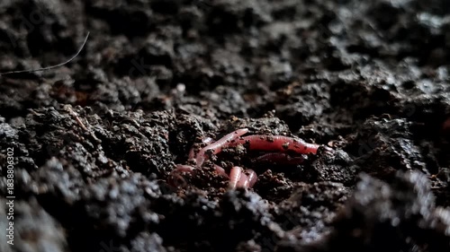 Red earthworms (Eisenia fetida or Red Wigglers) above ground. Red earthworms are the most effective at processing organic waste into compost