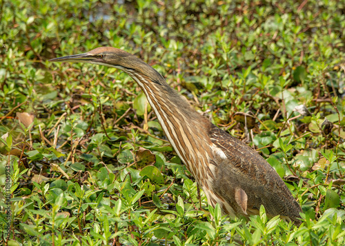 An American Bittern wading through the water