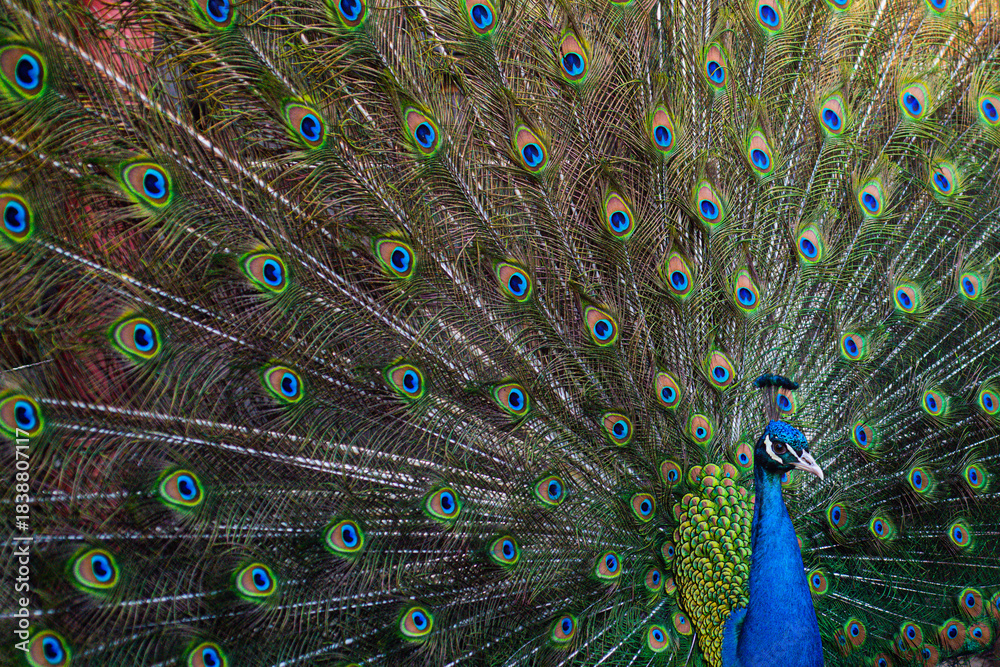Naklejka premium Beautiful peacock. Colorful peacocks feathers. Exotic bird showing tail. Peacock with open plumage. Tropical bird. Peacock in nature. Close-up of peacock pattern. Bright exotic wildlife background.