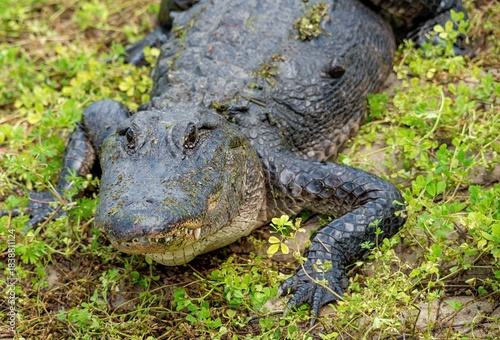 An American Alligator at Brazos Bend State Park in Texas