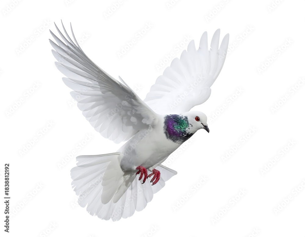 Obraz premium A pristine white bird, wings outstretched, soars gracefully against a pure white backdrop