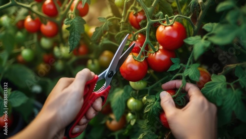 Hands harvesting tomatoes from a vine