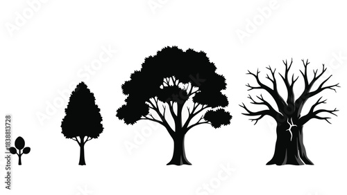 Evolution of a tree from seedling to ancient giant, showcasing growth and life stages.