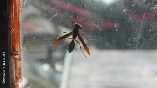Close up of a wasp perched on a transparent window glass