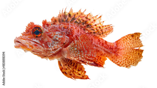 Red scorpion fish vibrant spiny marine species with detailed rough textured scales isolated on white background