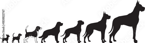 The incredible growth stages of a great dane puppy from newborn to fully grown adult