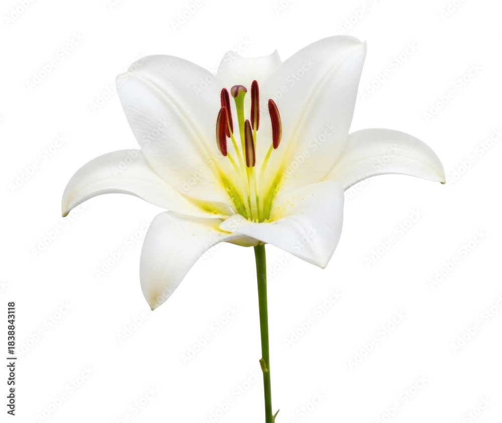 Naklejka premium White lily flower transparent background cutout png