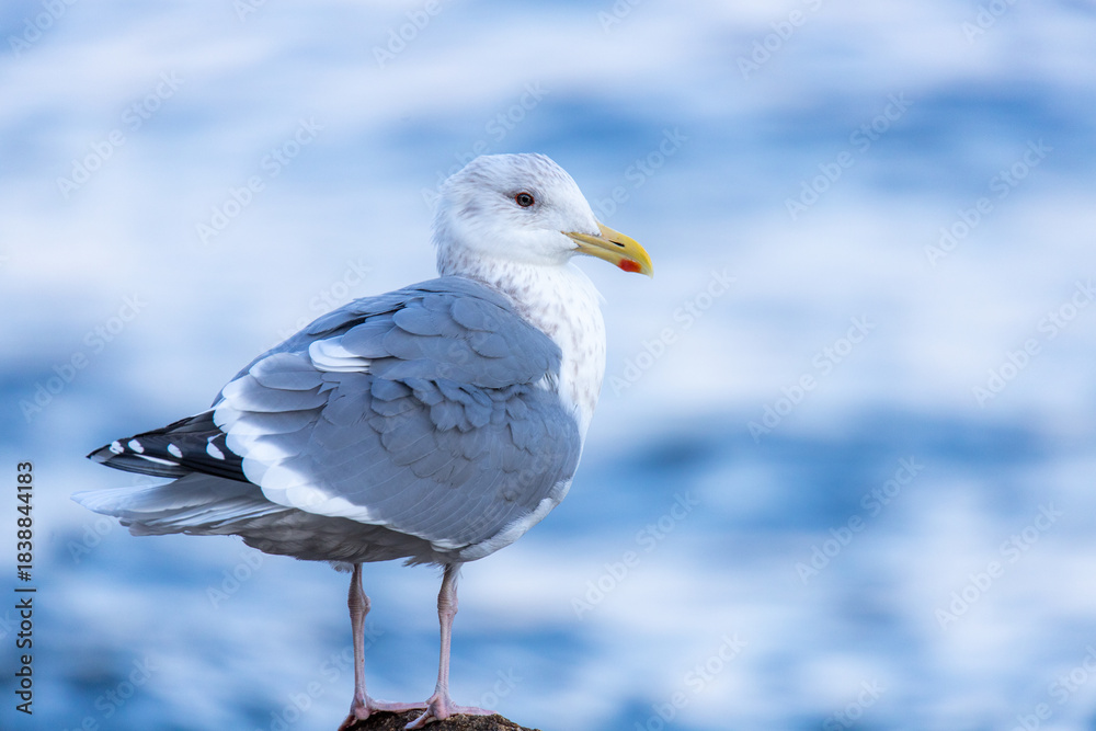 Obraz premium 동해 아침 바닷가의 갈매기