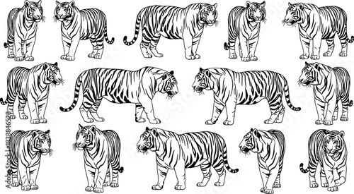 Black and white tiger illustration collection showing wild animal poses, detailed big cat artwork, handcrafted wildlife drawings for design, decoration, nature themes