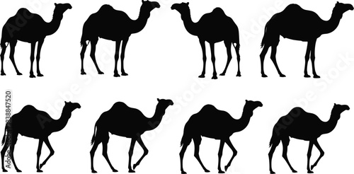 Camel silhouette vector collection walking desert animal shapes, wildlife illustration pack for travel nature design, Arabic Sahara culture icons