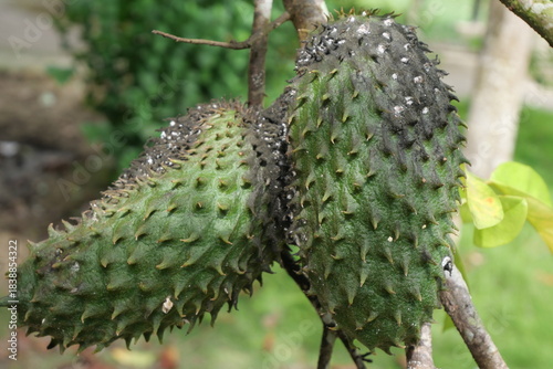 Soursop is a tropical fruit with spiky green skin, creamy white flesh, and sweet flavor.