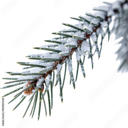 christmas tree branches