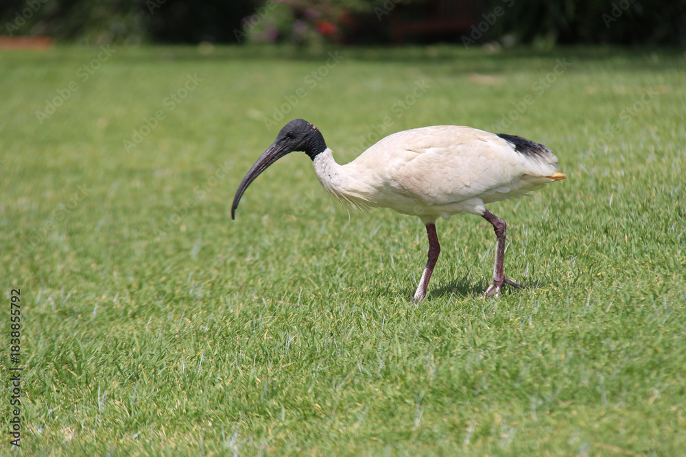 Obraz premium ibis in a park in sydney in australia