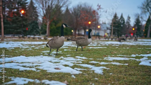 Wallpaper Mural Canada geese feed on snowy grass in a quiet city park during early winter. The birds move calmly across the field while searching for food in soft evening light. Torontodigital.ca