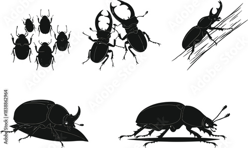 Stag and rhinoceros beetle silhouettes in six poses and interactions, cartoon insect anatomy illustration, entomology concept, white background