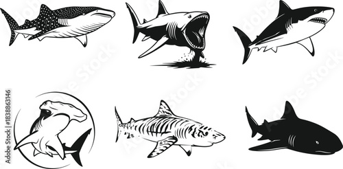 Shark silhouettes of whale, great white, hammerhead, tiger, and bull species in six cartoon poses, marine predator illustration, white background