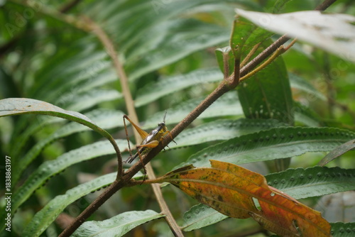 Grasshoppers are agile insects found worldwide, known for powerful jumps, green camouflage, and plant-eating habits.