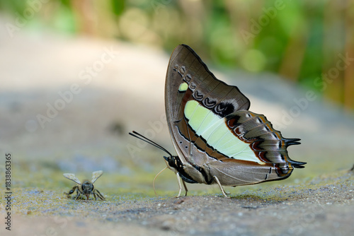 Butterfly feeding on ground at Pang Sida National Park Thailand