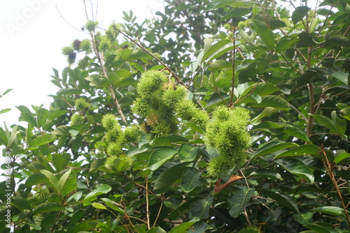 Rambutan is a tropical fruit with hairy skin, juicy sweet flesh, and refreshing exotic flavor.