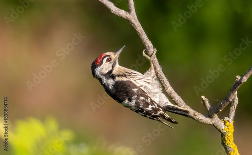 Schilderij op canvas Lesser spotted Woodpecker (Dryobates minor) in a natural habitat