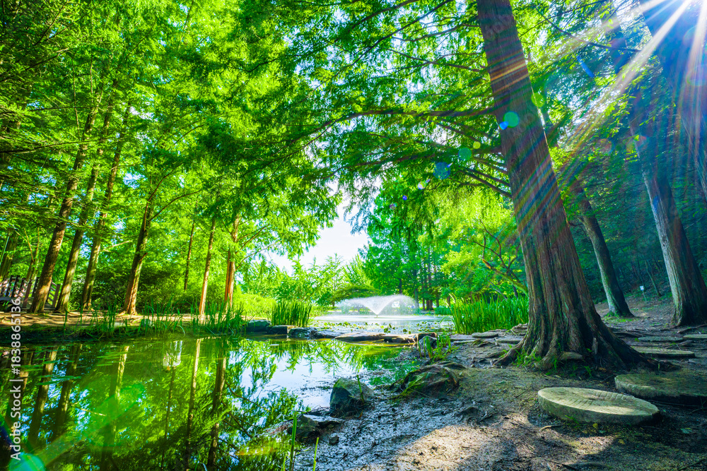 Obraz premium 안동 낙강물길공원의 나무와 연못 경치