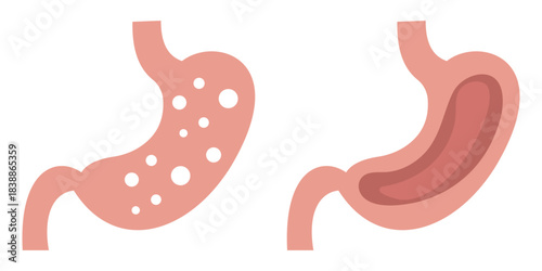 Stomach Anatomy Icons Pack – Medical Digestive System Organ Silhouette Collection vector illustration.