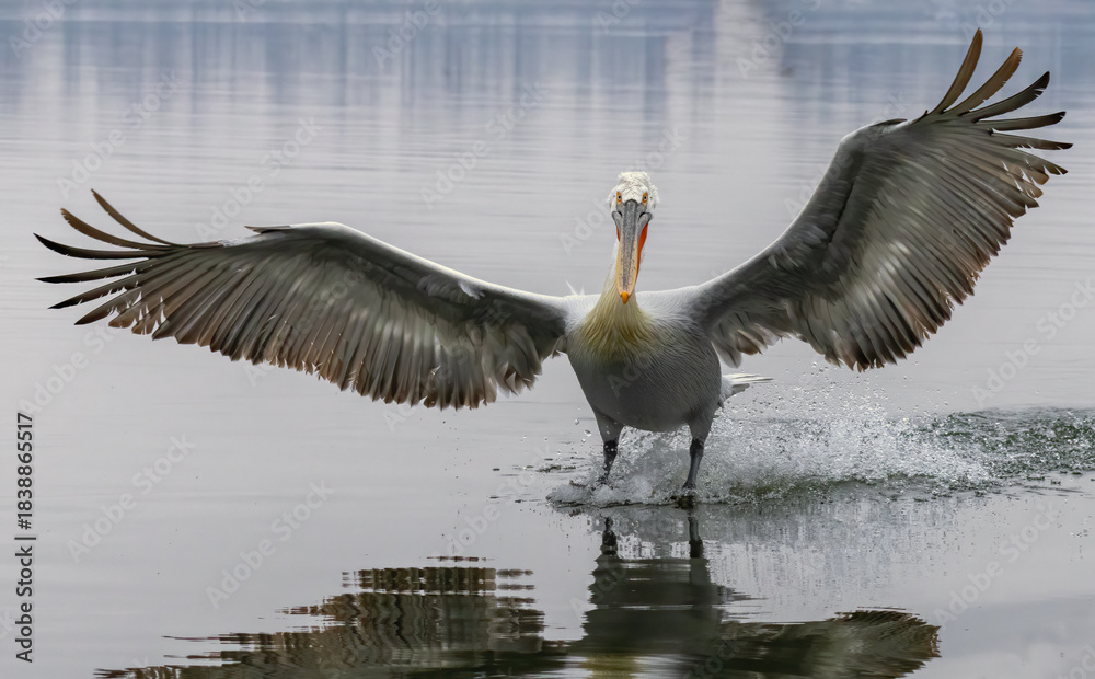 Fototapeta premium Dalmatian Pelican of Kerkini Lake