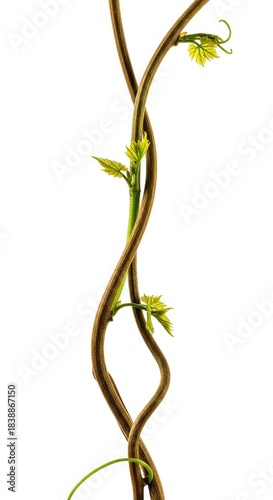 A twisting, winding piece of woody vine stem with small green tendrils isolated against a crisp white background, emphasizing natural curves and growth ,abstract ,copy space ,clipping path
