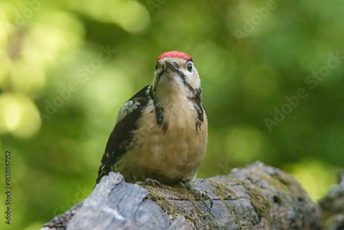 Great Spotted Woodpecker (Dendrocopos major) in forest