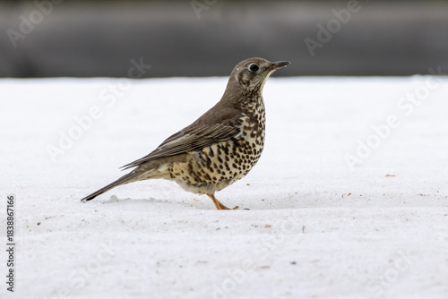 Mistle Thrush sitting on the ground