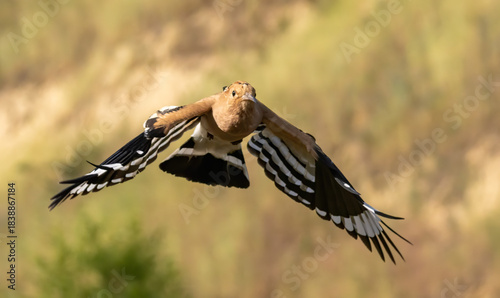 Hoopoe sitting on dirty road in early morning