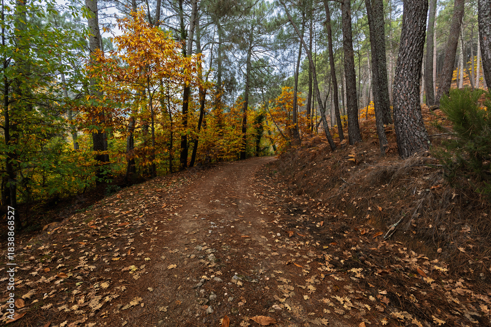Fototapeta premium Autumn Forest Path Covered in Dry Leaves