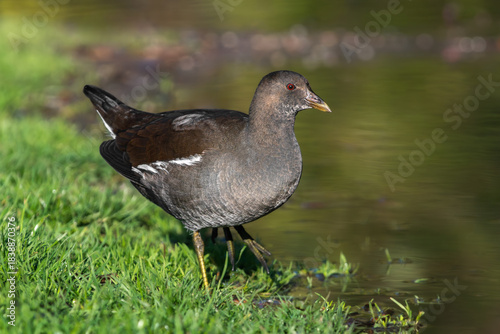 Portrait of a young common moorhen (Gallinula chloropus), side view