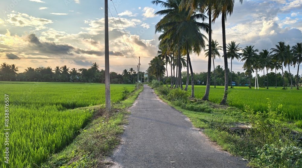 Naklejka premium A beautiful road winds between tall coconut trees and bright green rice fields at sunset.