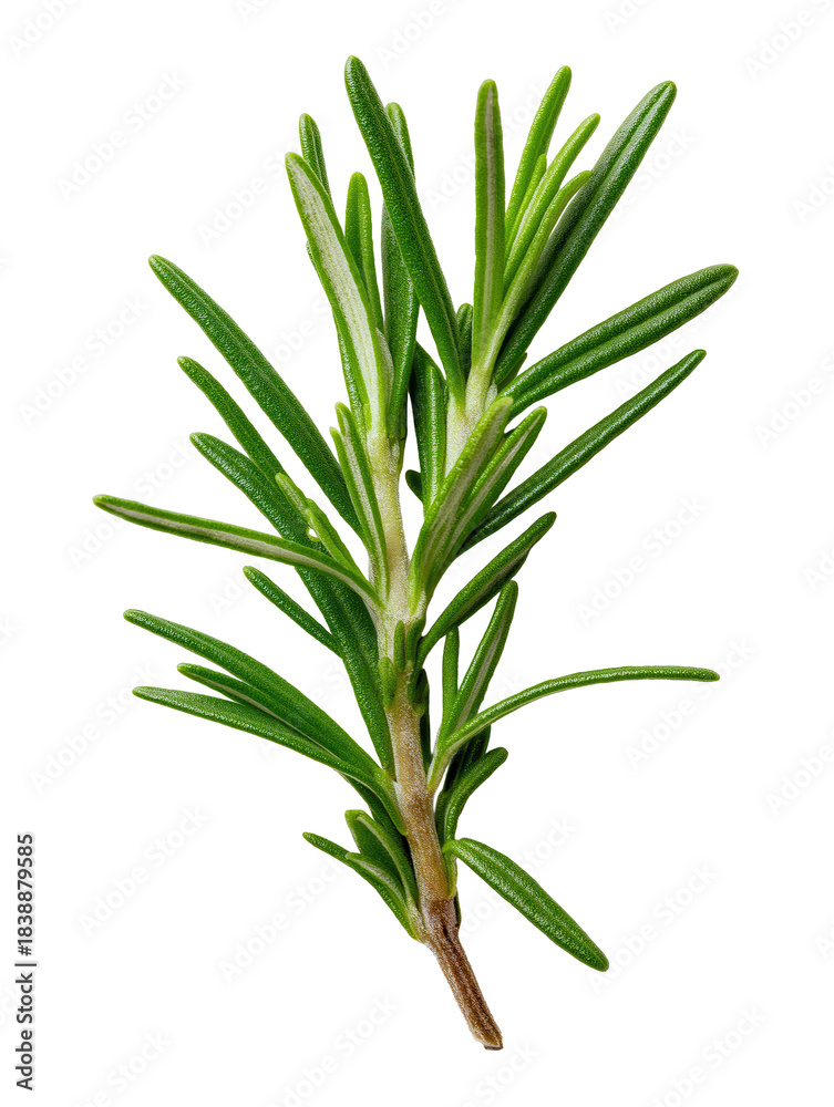 Fototapeta premium Fresh green rosemary sprig for cooking seasoning ingredient