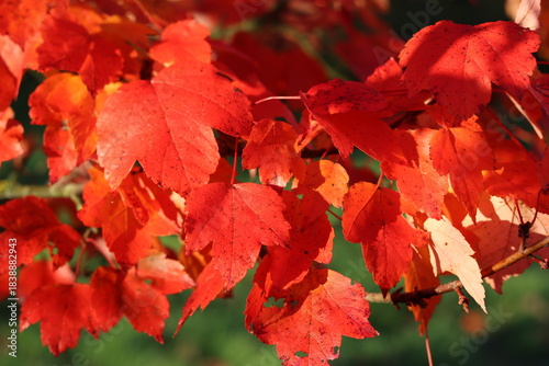 Canvas-taulu Red leaves on an acer or red maple tree